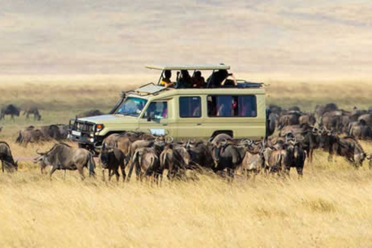Full Day Game Drive in Northern Serengeti